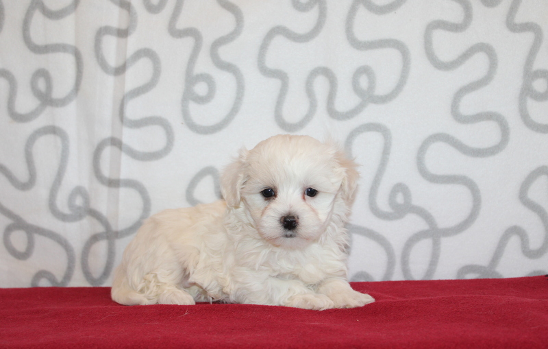 puppy, for, sale, Mini Bernedoodle F2, Matthew B. Stoltzfus, dog, breeder, Gap, PA, dog-breeder, puppy-for-sale, forsale, nearby, find, puppyfind, locator, puppylocator, aca